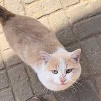 Thumbnail photo of Butters #1