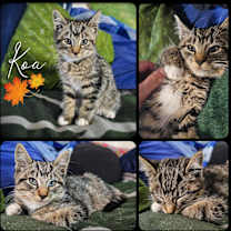 Thumbnail photo of Koa #2