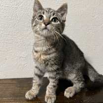 Thumbnail photo of Henry #1