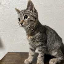 Thumbnail photo of Henry #2