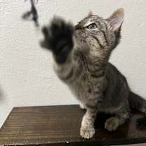 Thumbnail photo of Henry #3