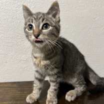 Thumbnail photo of Henry #4