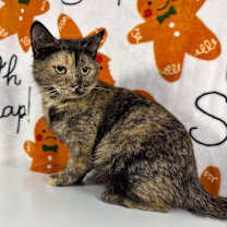 Thumbnail photo of Bonnie #2