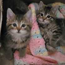 Thumbnail photo of Furrbelle #3