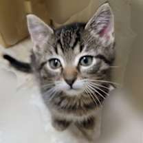 Thumbnail photo of Furrbelle #4