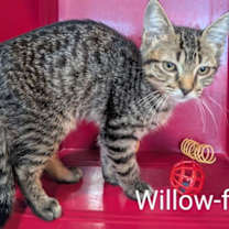 Thumbnail photo of Willow #2