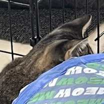 Thumbnail photo of Icarus #4