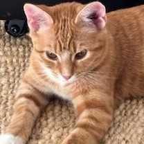 Thumbnail photo of Mabel #1