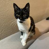 Thumbnail photo of Domina #1