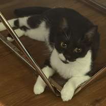 Thumbnail photo of Domina #2