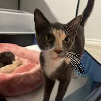 Thumbnail photo of Mochi-Minx #1