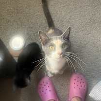 Thumbnail photo of Mochi-Minx #2