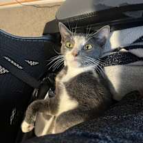 Thumbnail photo of Mochi-Minx #3