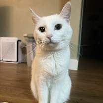 Thumbnail photo of Aspen #1