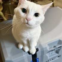 Thumbnail photo of Aspen #3