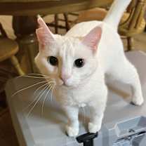 Thumbnail photo of Aspen #4