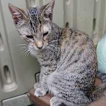 Thumbnail photo of Diane #2