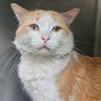 Thumbnail photo of Yuzu #2