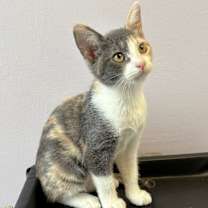 Thumbnail photo of Molly the kitten #2