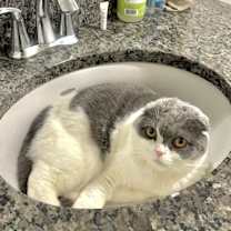 Thumbnail photo of Leo #3