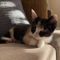 Thumbnail photo of Aurelia #1