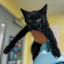 Thumbnail photo of Gospel #3