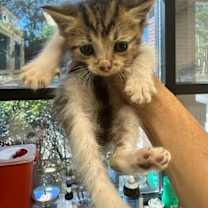 Thumbnail photo of Omen #2