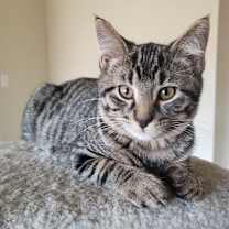 Thumbnail photo of Bunyip #1