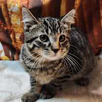 Thumbnail photo of Bunyip #3