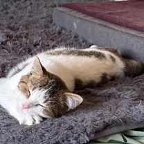 Thumbnail photo of Jamie Apple #1