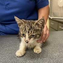 Thumbnail photo of Lizard #4