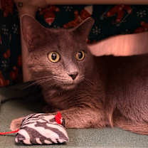 Thumbnail photo of Sir Charles #3