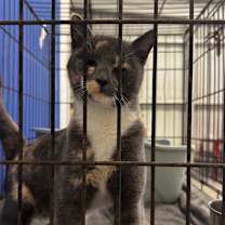 Thumbnail photo of Talia #2