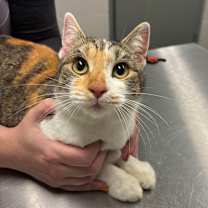 Thumbnail photo of Molly #2