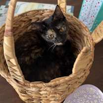 Thumbnail photo of sapphire #1