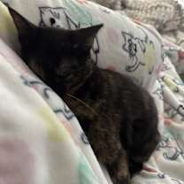 Thumbnail photo of sapphire #2