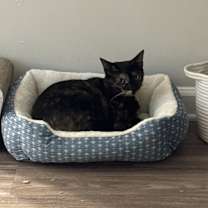 Thumbnail photo of sapphire #3