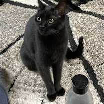 Thumbnail photo of Paloma #2