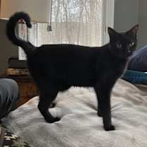 Thumbnail photo of Paloma #3