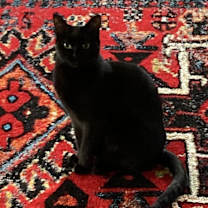 Thumbnail photo of Paloma #4