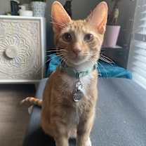 Thumbnail photo of Dandy #4