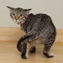 Thumbnail photo of Plants C66288 #2