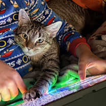 Thumbnail photo of Plants C66288 #3