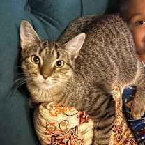 Thumbnail photo of Plants C66288 #4