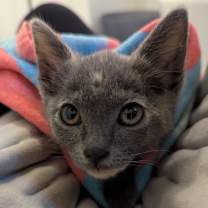 Thumbnail photo of Rubber Ducky #1