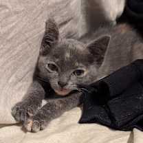 Thumbnail photo of Rubber Ducky #3