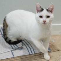 Thumbnail photo of Chamberlain #2