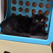 Thumbnail photo of Ming #1