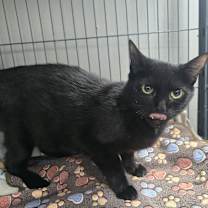 Thumbnail photo of Ming #3