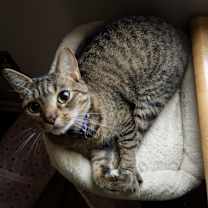 Thumbnail photo of Link #2